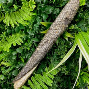 Natural Salmon Skin Roll